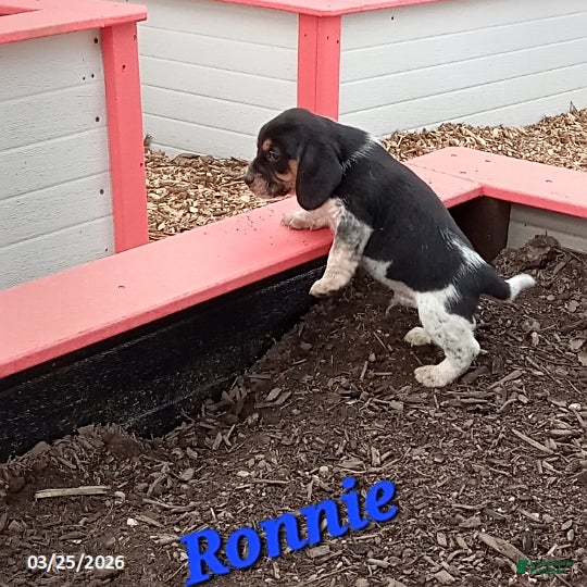 Beagle dogs Ronnie - Ad 25