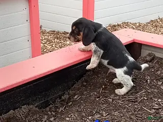 Beagle dogs Ronnie - Ad 19