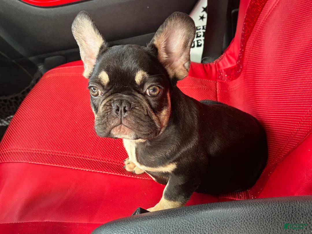 French Bulldog dogs for sale: French Bulldog 1 - Ad 1