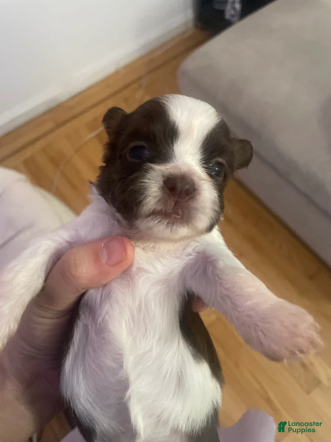 Shih Tzu dogs for sale: Shih Tzu 6 - Ad 2