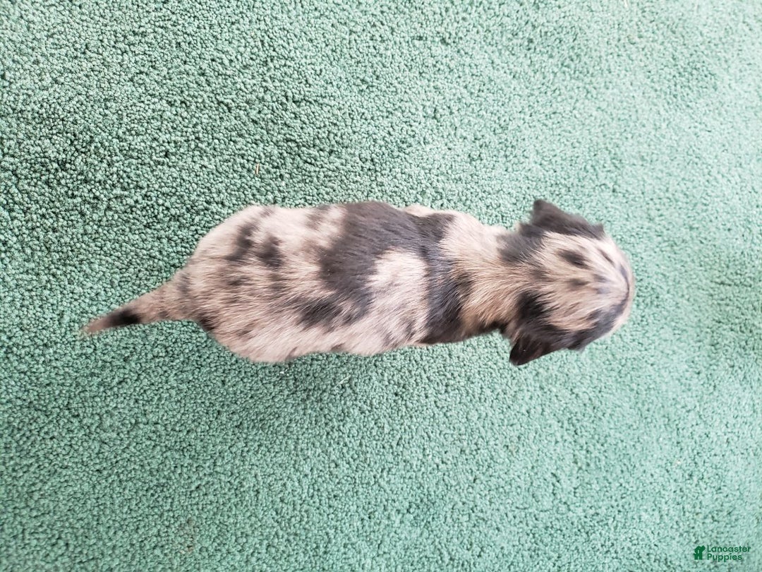 Miniature Dachshund dogs for sale: Sal - Ad 2