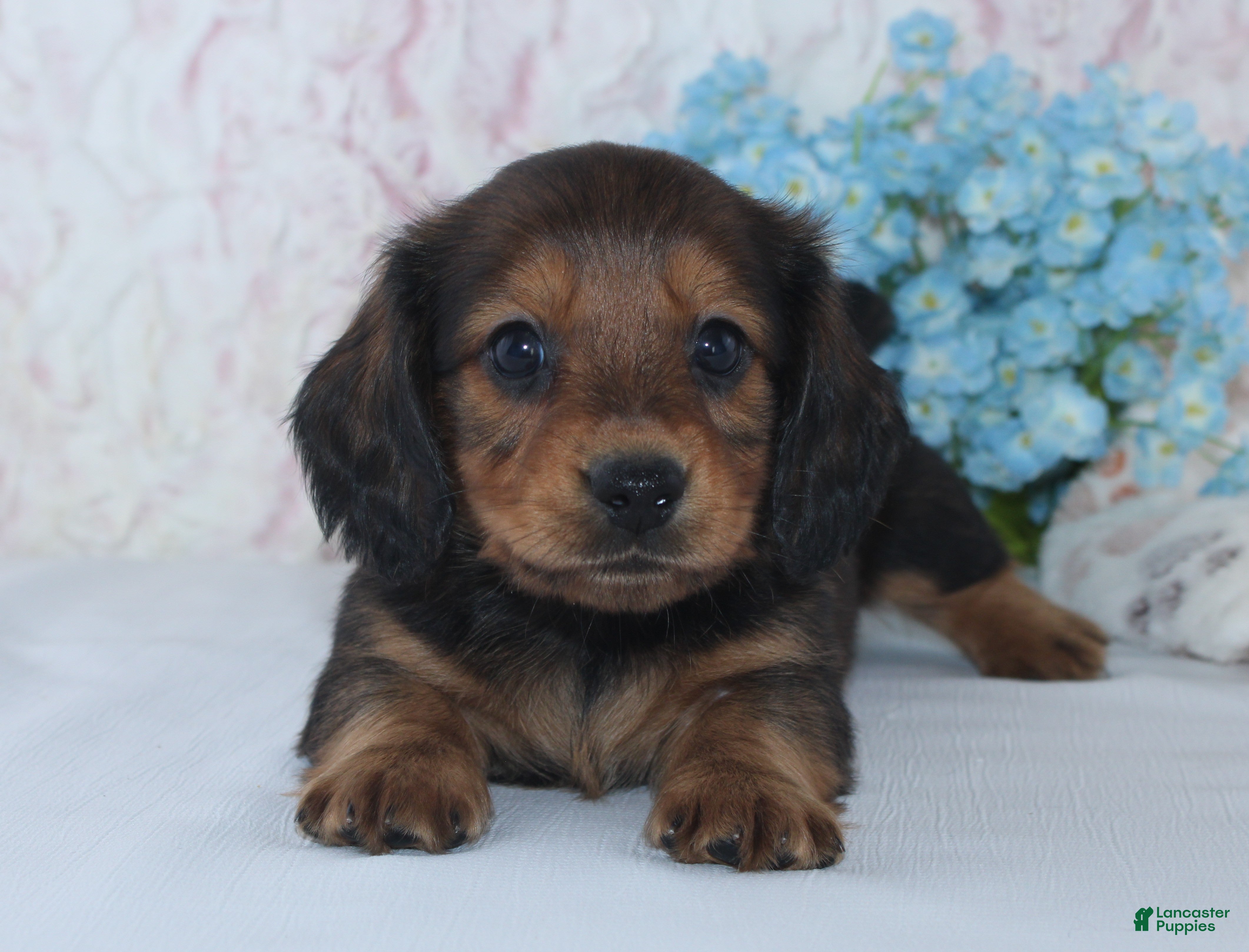 Miniature Dachshund dogs for sale: Shawn - Ad 2