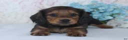Miniature Dachshund dogs for sale: Shawn - Ad 2