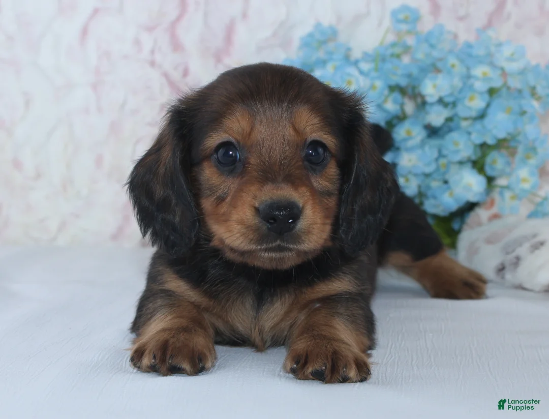 Miniature Dachshund dogs for sale: Shawn - Ad 2