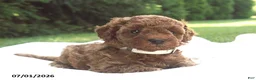 Miniature Poodle dogs for sale: Emmie - Ad 6