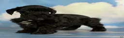 Schnoodle dogs for sale: Panther  - Ad 5