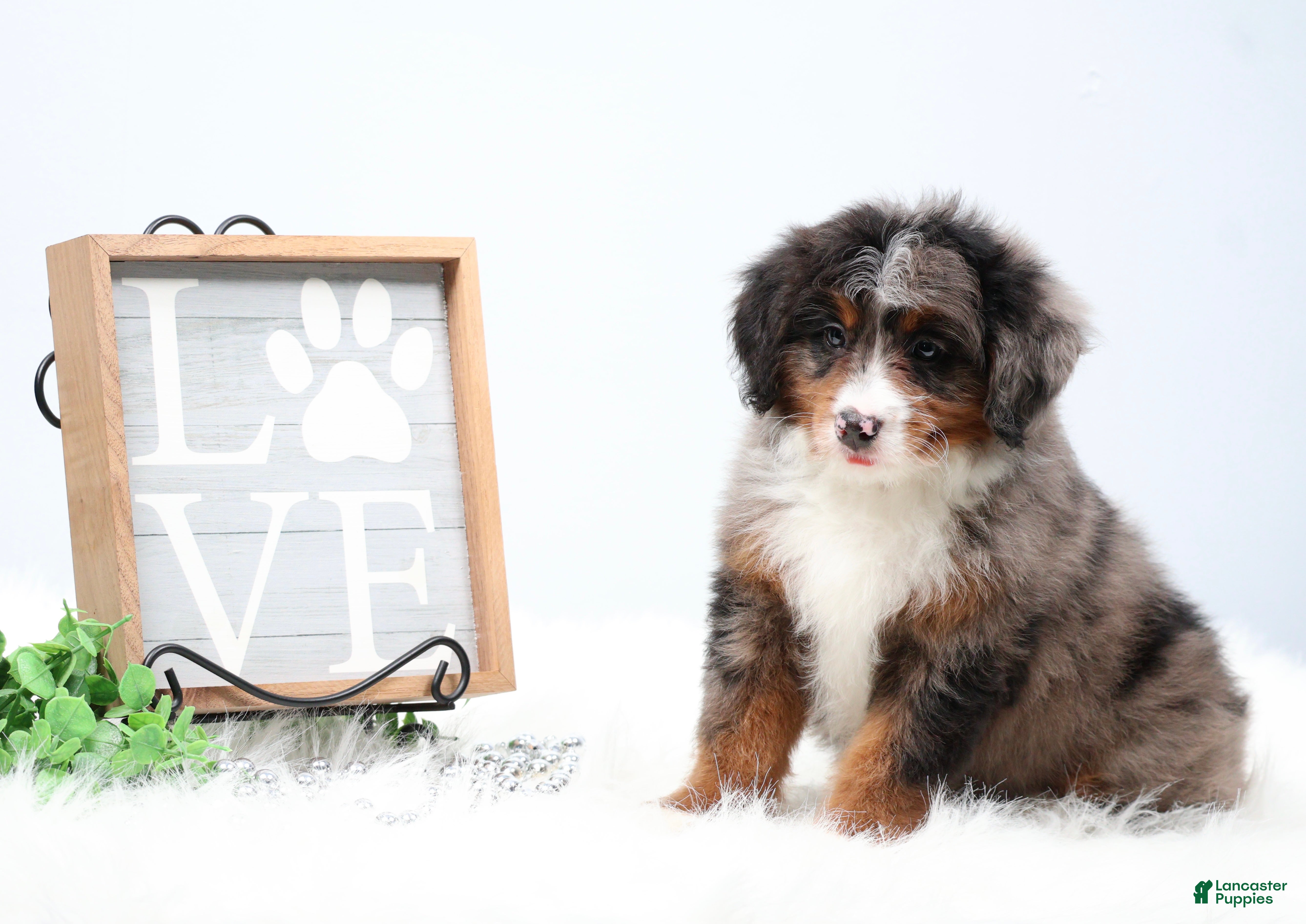 Mini Bernedoodle dogs Cherish  - Ad 2