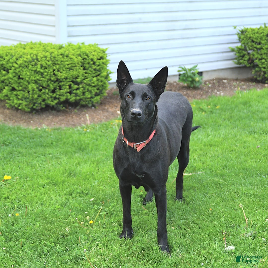 Mixed Breed dogs for sale: Oakley - Ad 6