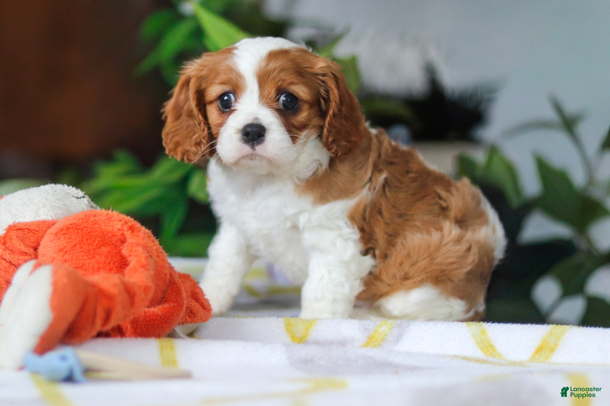 Cavalier King Charles Spaniel dogs Milo - Ad 1