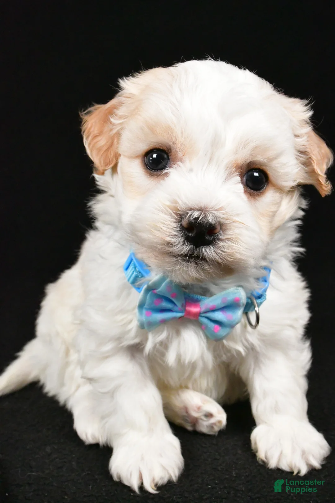 Havanese dogs for sale: Duke - Ad 7
