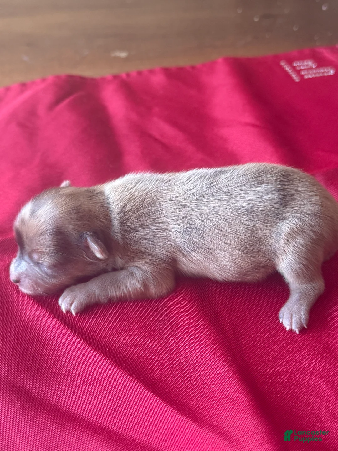 Chihuahua dogs for sale: Chihuahua Puppy 1 - Ad 2