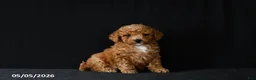 Miniature Poodle dogs for sale: Felix - Ad 2