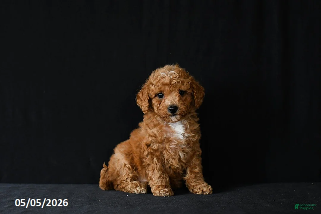 Miniature Poodle dogs for sale: Felix - Ad 2