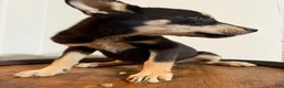 Pitsky dogs for sale: Pitsky 1 - Ad 4