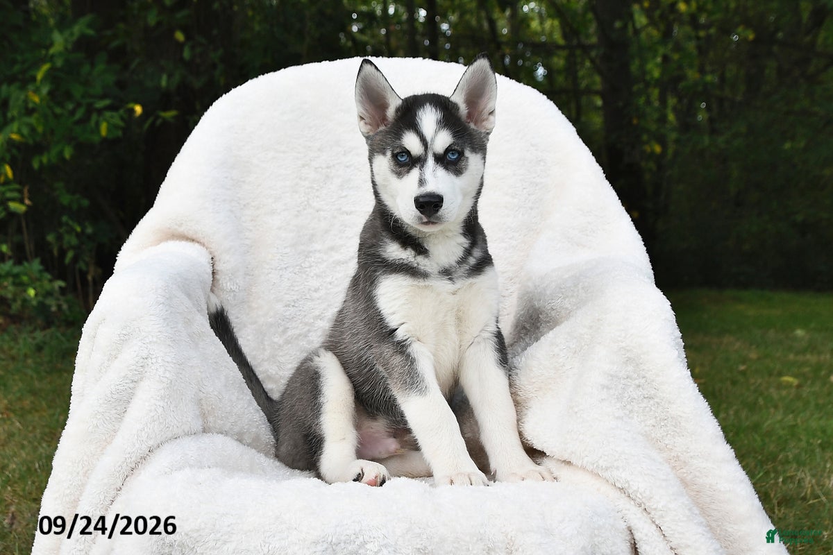 Siberian Husky dogs for sale: Simba - Ad 2