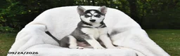 Siberian Husky dogs for sale: Simba - Ad 1