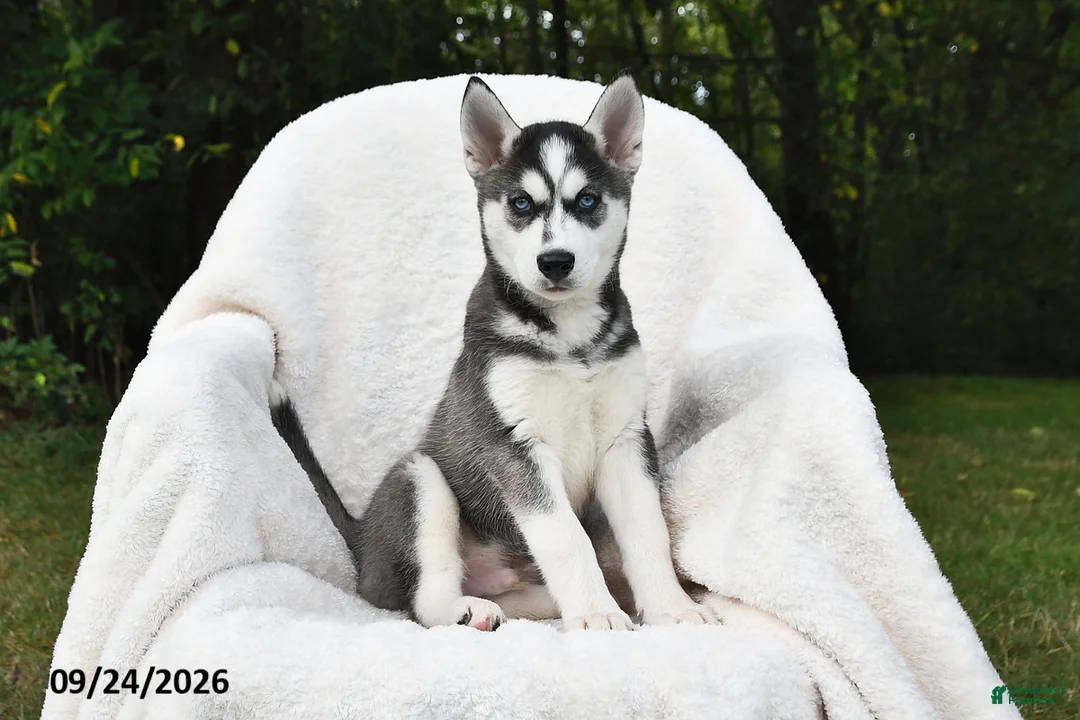 Siberian Husky dogs for sale: Simba - Ad 1