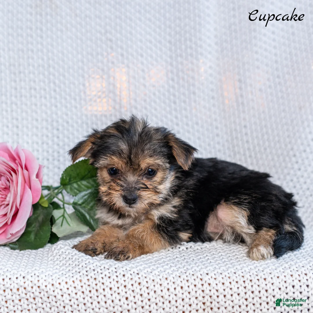 Morkie dogs for sale: Cupcake  - Ad 4