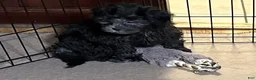 Shihpoo dogs for sale: Shihpoo 5 - Ad 2