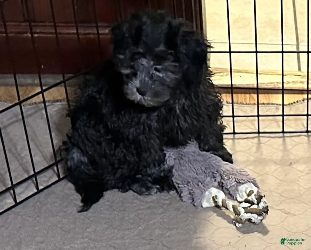 Shihpoo dogs for sale: Shihpoo 5 - Ad 2