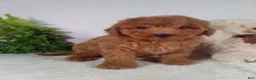 Bichpoo dogs for sale: Jasper  - Ad 4