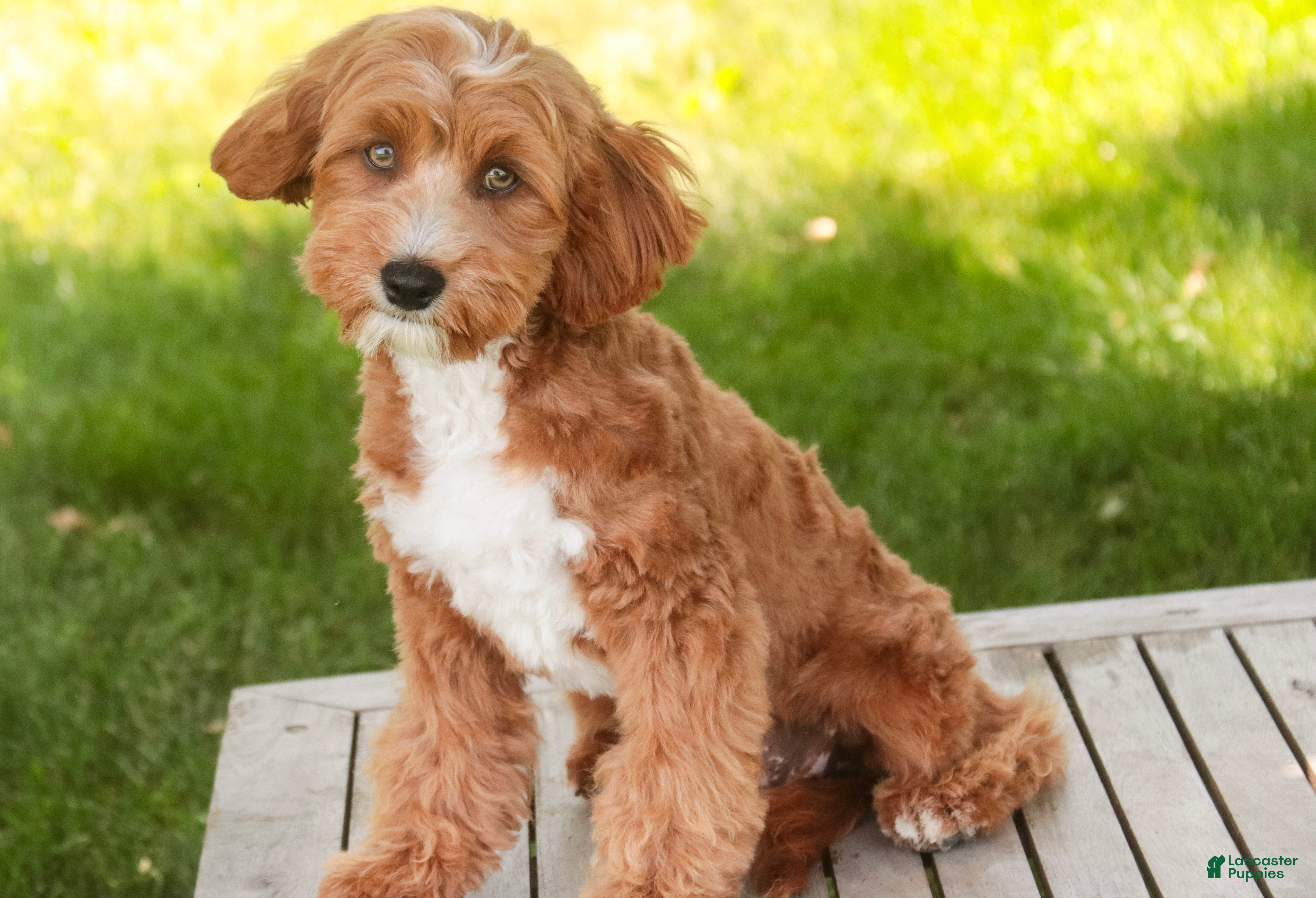 Cavapoo dogs Herbie - Ad 1
