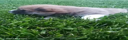 Shiba Inu dogs for sale: Willy - Ad 9