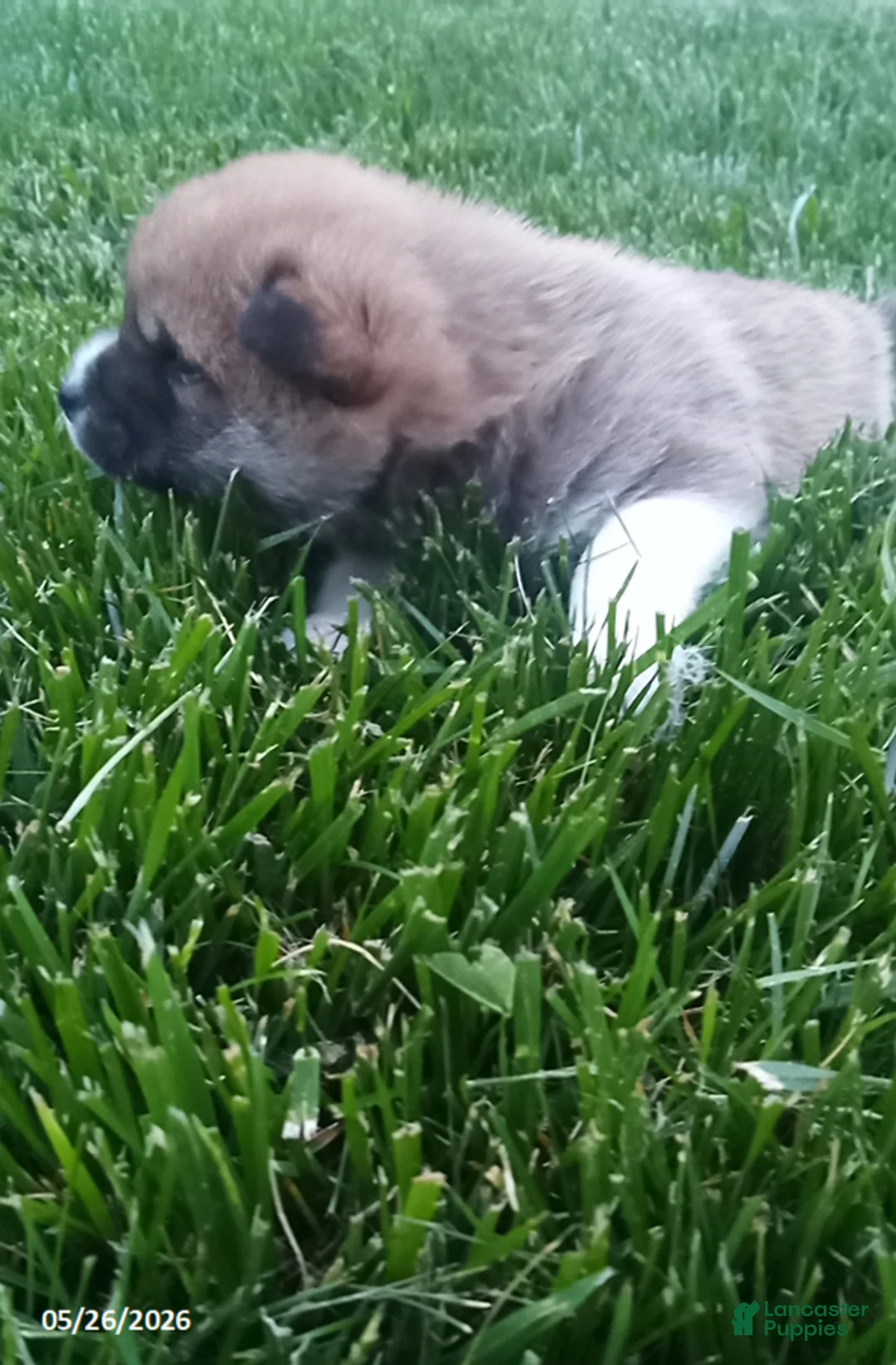 Shiba Inu dogs for sale: Willy - Ad 9