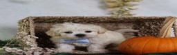 Teddy Bear dogs for sale: Jingo - Ad 4
