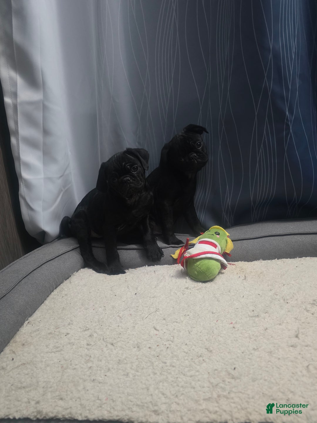 Pug dogs for sale: Pug Puppy 1 - Ad 3