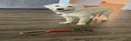 Golden Retriever dogs for sale: buzz lightyear - Ad 6