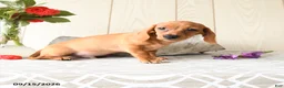 Miniature Dachshund dogs for sale: Ronny - Ad 5
