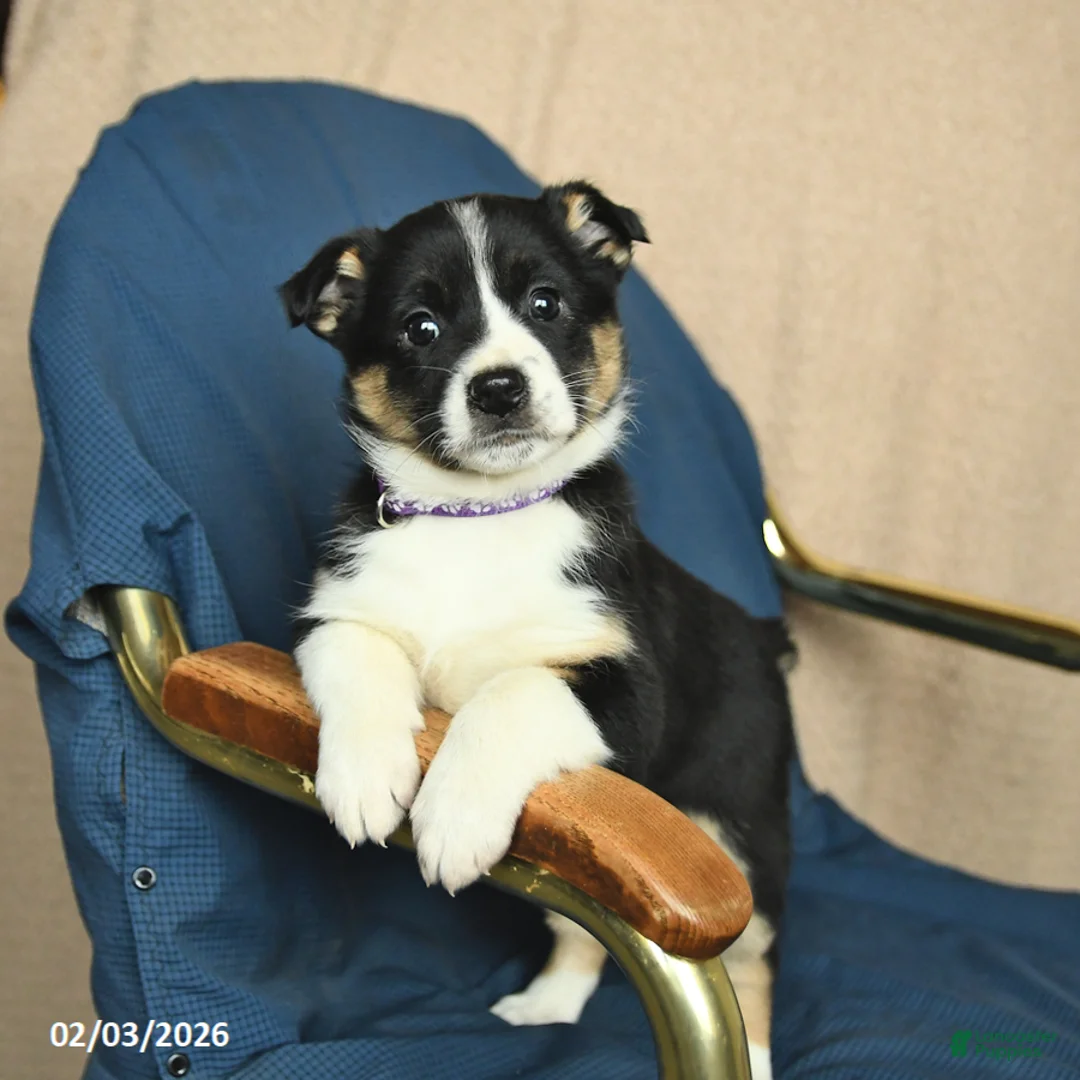 Mixed Breed dogs for sale: Rose  - Ad 2