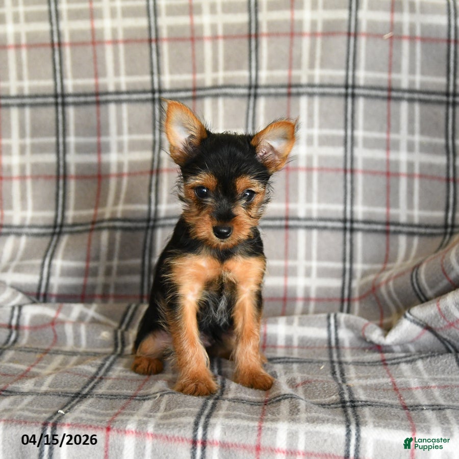 Yorkshire Terrier dogs Pixie - Ad 1