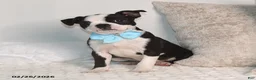 Boston Terrier dogs for sale: Bobby - Ad 1