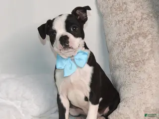 Boston Terrier dogs for sale: Bobby - Ad 2