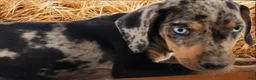 Catahoula Leopard Dog dogs for sale: Jesse 2026 M1 - Ad 7