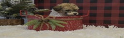 Miniature Poodle dogs for sale: Merdell - Ad 2