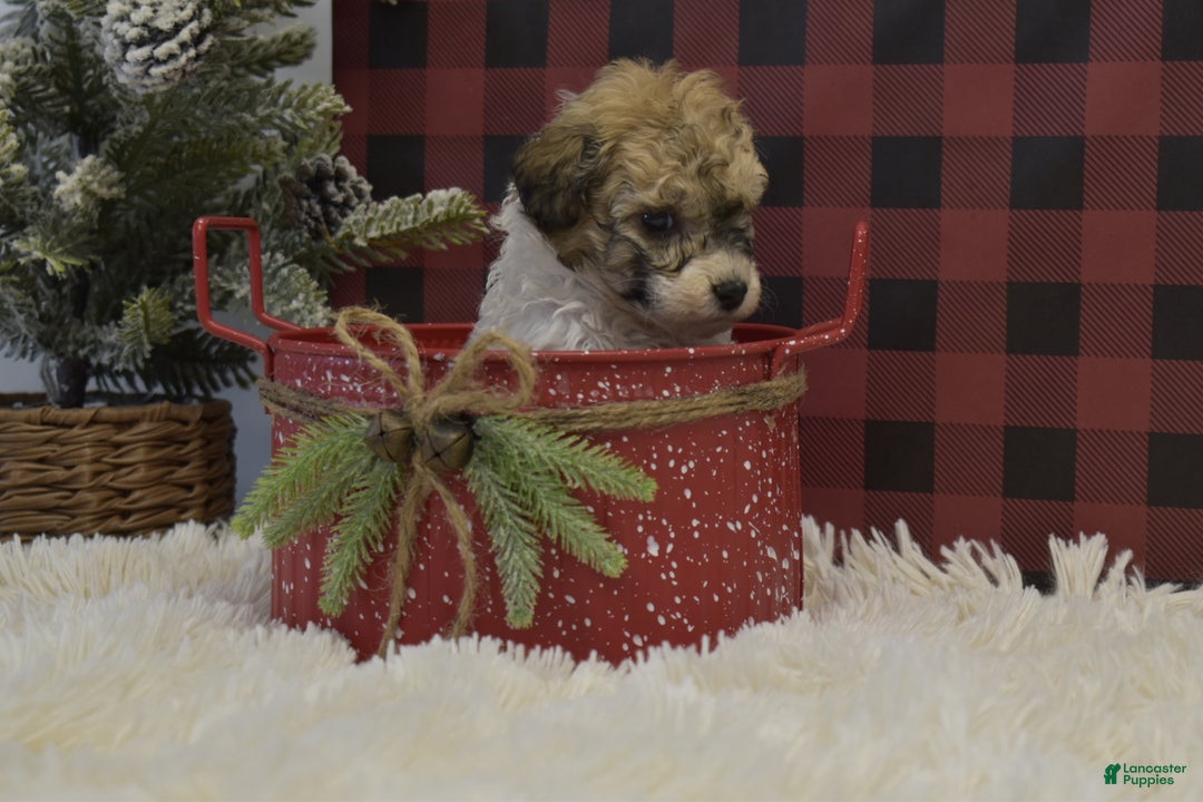 Miniature Poodle dogs for sale: Merdell - Ad 2