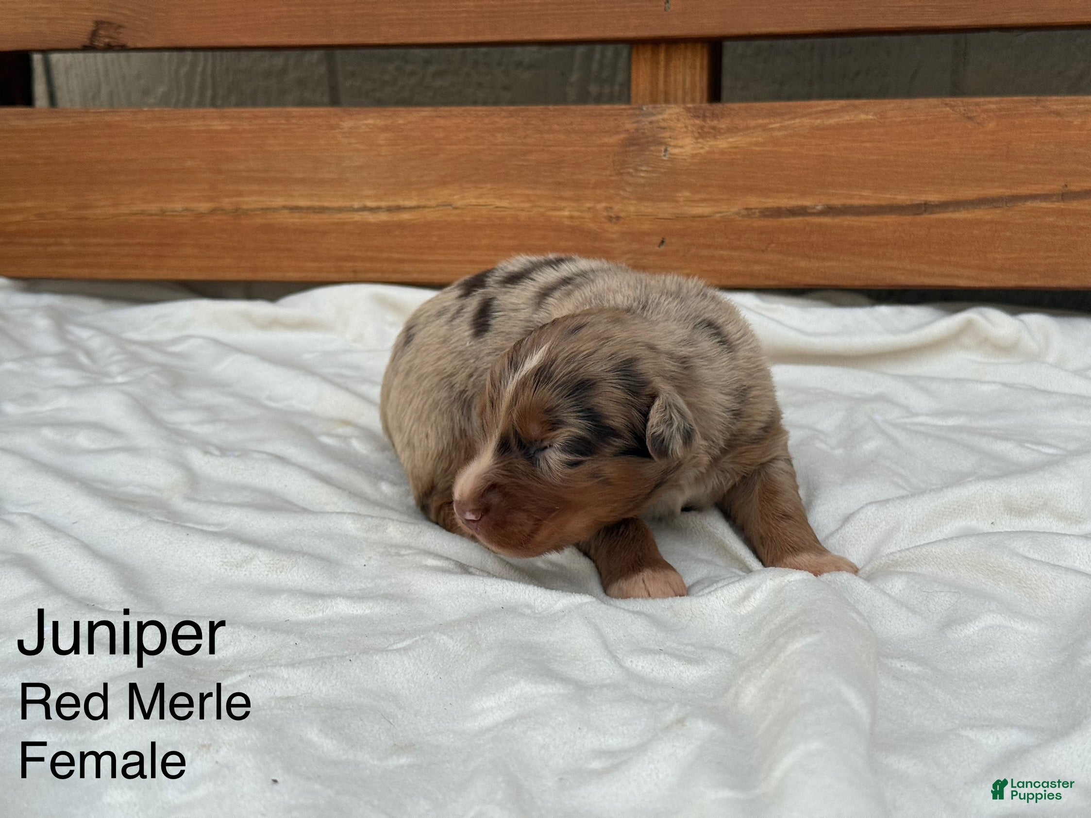 Australian Shepherd dogs Juniper  - Ad 11