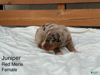 Australian Shepherd dogs Juniper - Ad 11