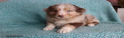 Australian Shepherd dogs for sale: Mooch  - Ad 1