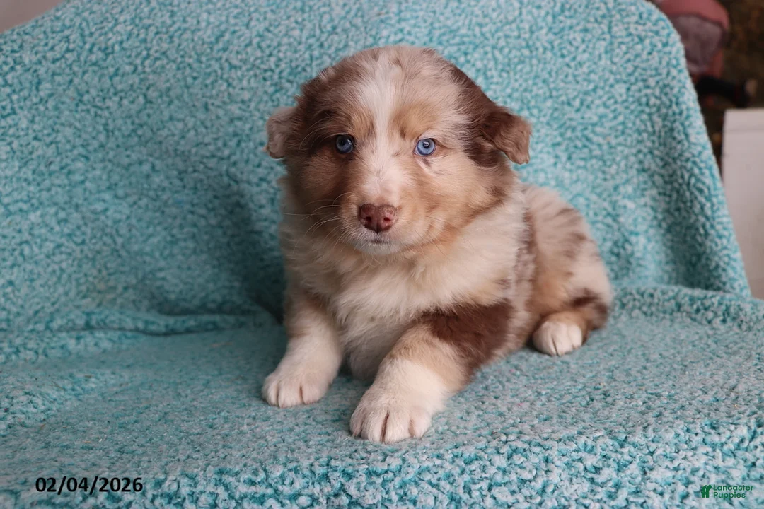 Australian Shepherd dogs for sale: Mooch  - Ad 1