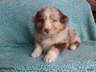 Australian Shepherd dogs Mooch - Ad 34