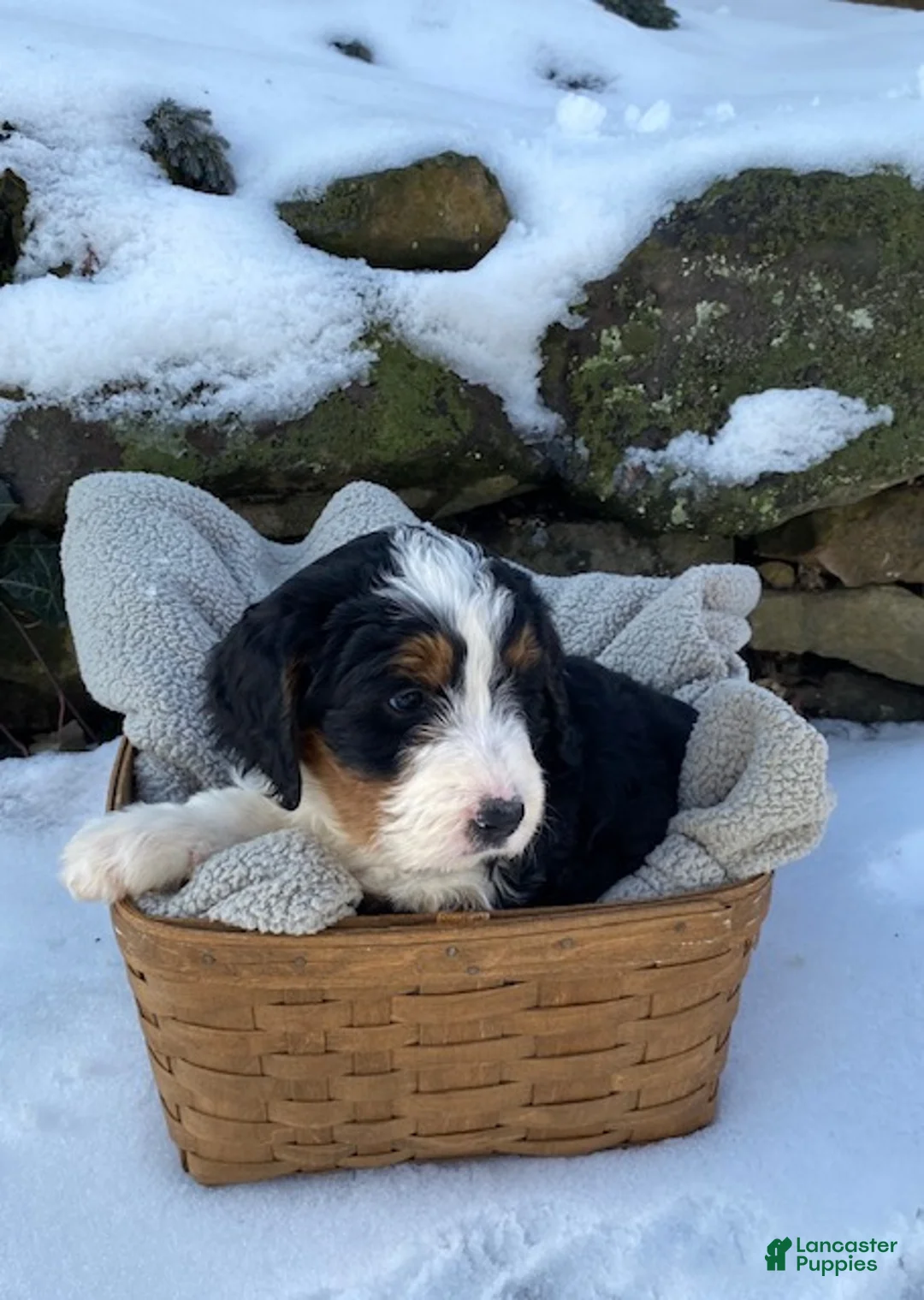 Bernedoodle dogs for sale: Charlie  - Ad 4
