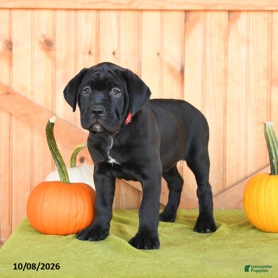 Cane Corso dogs Blossom - Ad 2