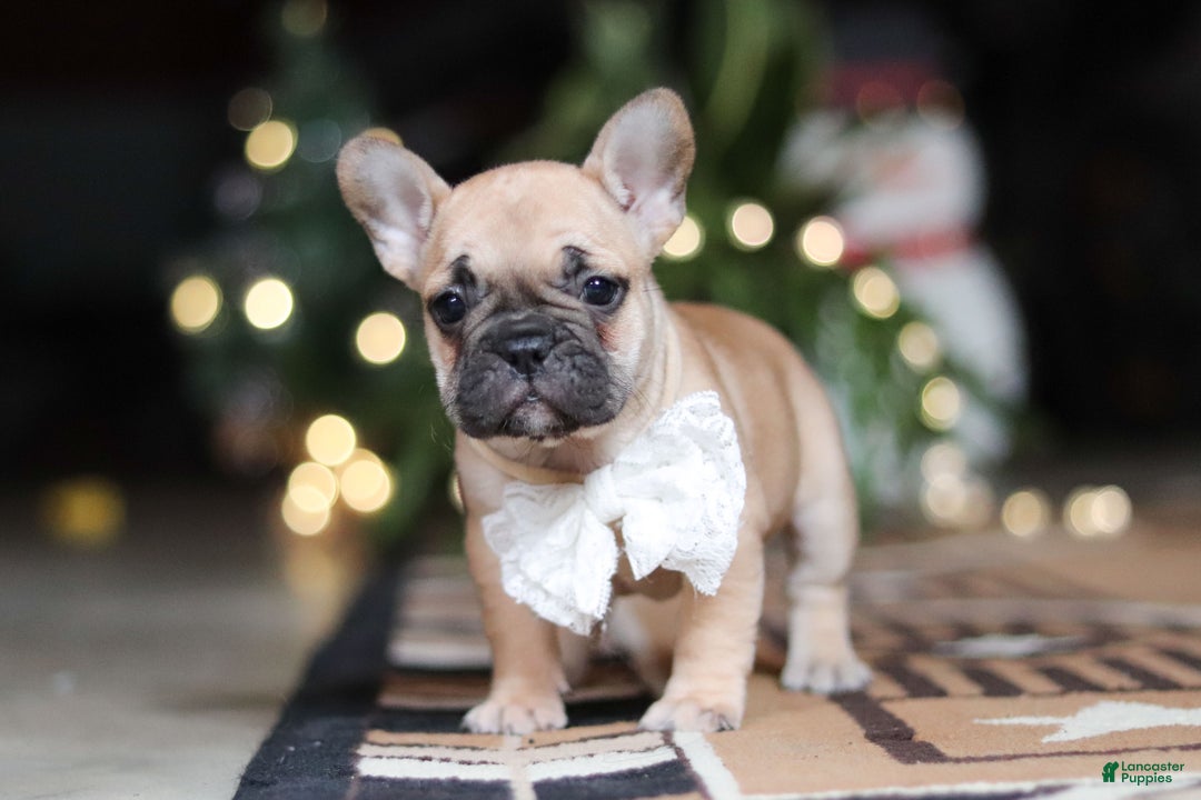 French Bulldog dogs for sale: Ivy - Ad 5