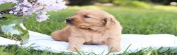Golden Retriever dogs for sale: Golden Retriever Puppy 3 - Ad 4