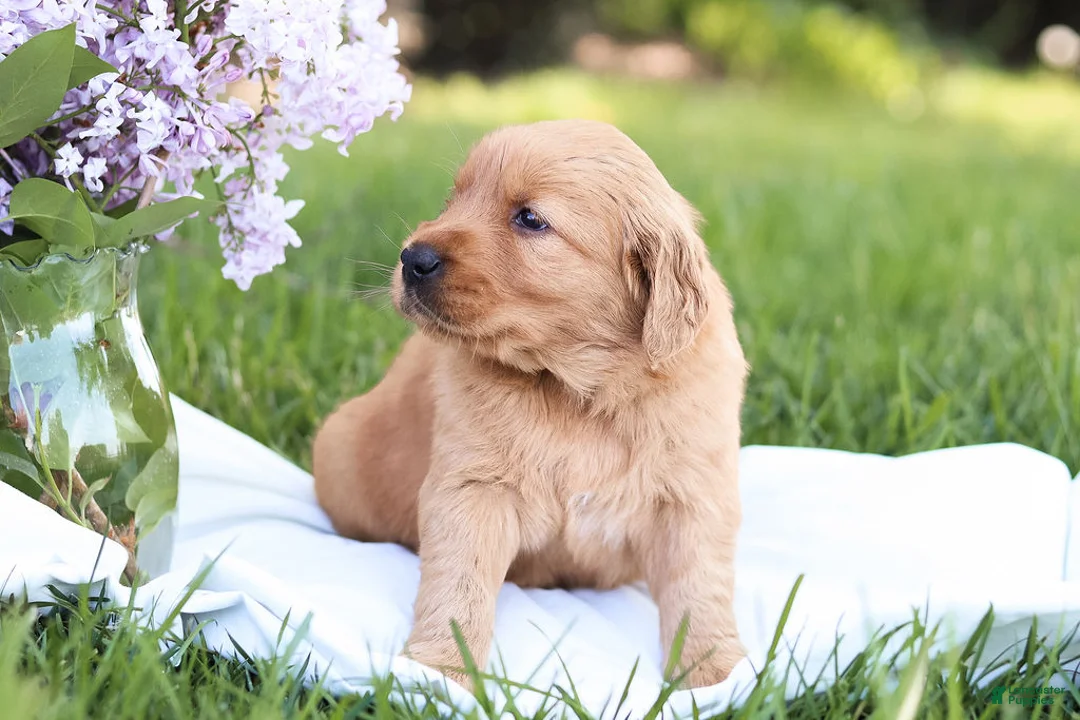 Golden Retriever dogs for sale: Golden Retriever Puppy 3 - Ad 4