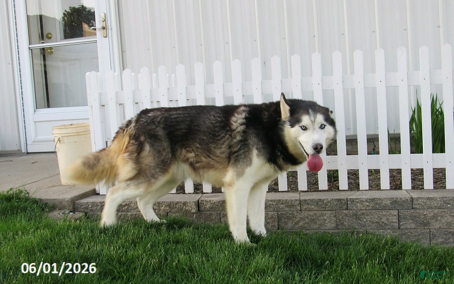 Siberian Husky dogs Blazer - Ad 1
